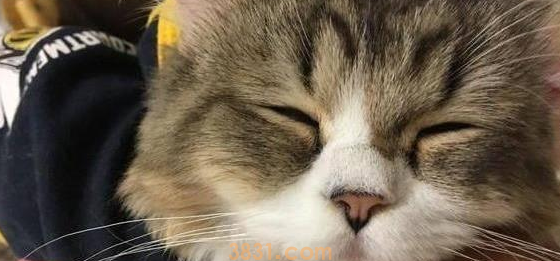 猫咪自己走进塑料袋里面,一呆就是四个小时(图2)