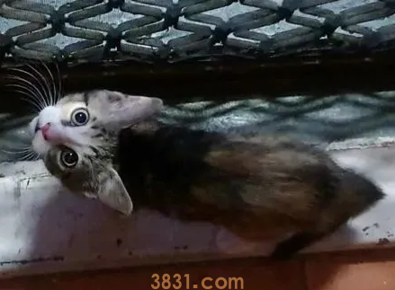 流浪小猫为了有个家,竟然恶意碰瓷胡须大叔(图1)