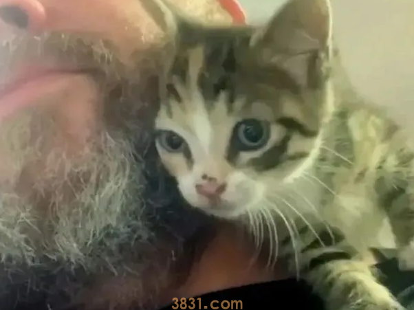流浪小猫为了有个家,竟然恶意碰瓷胡须大叔(图2)
