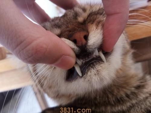 猫流口水是为什么?是生病的症状吗?(图1)