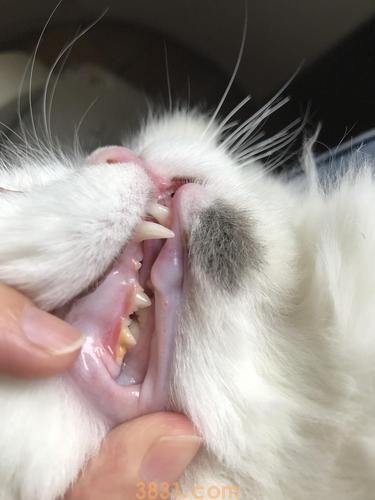 猫流口水是为什么?是生病的症状吗?(图2)