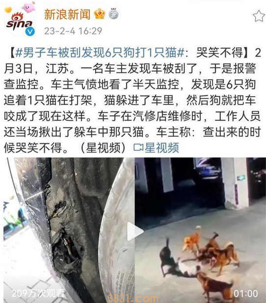 流浪狗群追逐野猫 再不尽快处理就要笑不出来了(图1)