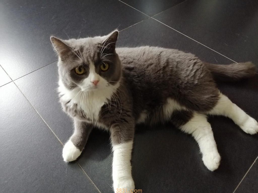 猫咪得了新冠肺炎怎么办?猫咪得了新冠需不需要隔离?(图3)