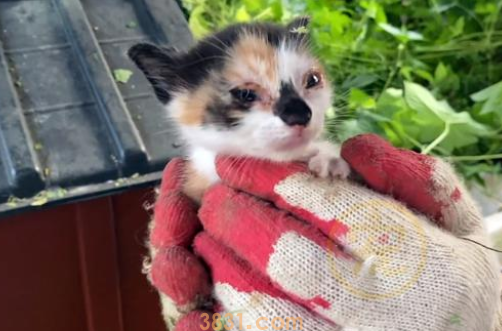 流浪猫妈妈接二连三把小猫送给人类,它真的不爱自己的孩子吗?(图1)