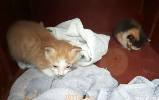 流浪猫妈妈接二连三把小猫送给人类,它真的不爱自己的孩子吗?(图2)