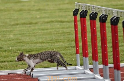 有趣!猫咪也来光顾印尼亚运 可爱身影让人忍俊不禁(图1)