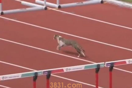 有趣!猫咪也来光顾印尼亚运 可爱身影让人忍俊不禁(图2)