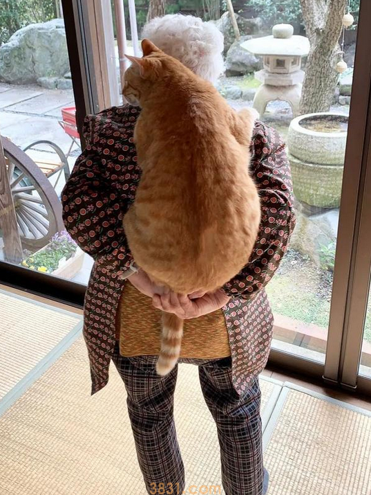 头发花白的奶奶背肥硕橘猫,却露温暖笑容,太治愈啦(图1)