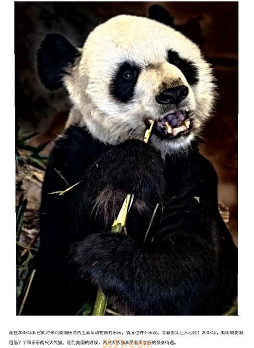 作为中美友的谊象征熊猫“乐乐”离世(图1)