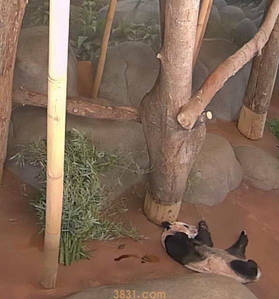 作为中美友的谊象征熊猫“乐乐”离世(图2)