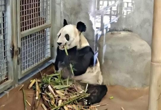 作为中美友的谊象征熊猫“乐乐”离世(图3)