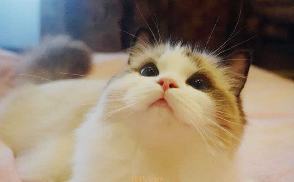 “猫中贵族”布偶猫,多少钱一只?(图2)