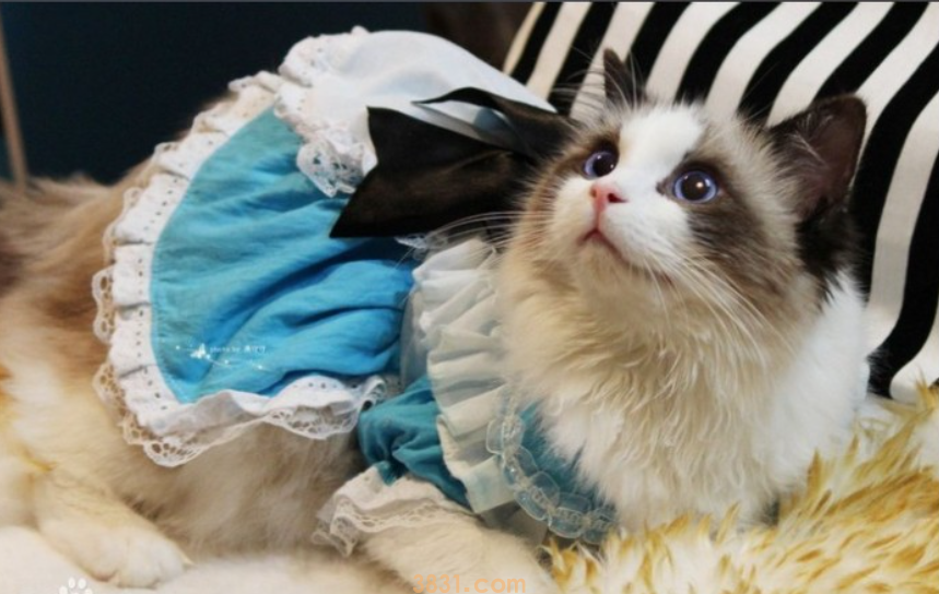 “猫中贵族”布偶猫,多少钱一只?(图3)