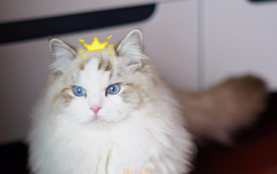 “猫中贵族”布偶猫,多少钱一只?(图4)