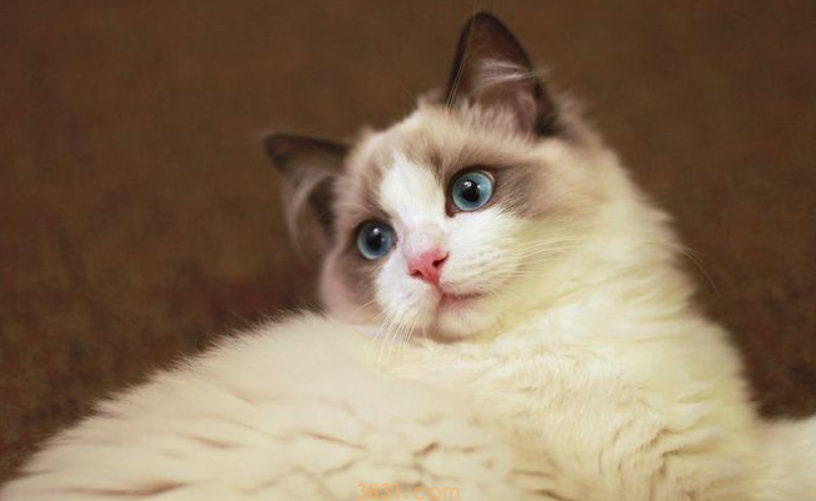 “猫中贵族”布偶猫,多少钱一只?(图6)