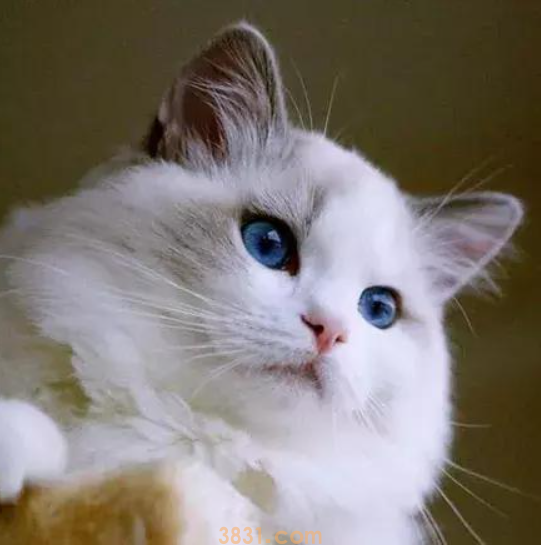 “猫中贵族”布偶猫,多少钱一只?(图8)