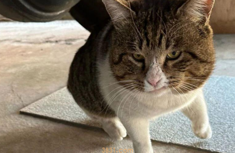 流浪猫吃完饭后踏出神秘小步伐,网笑:这是在彰显优越感?(图1)
