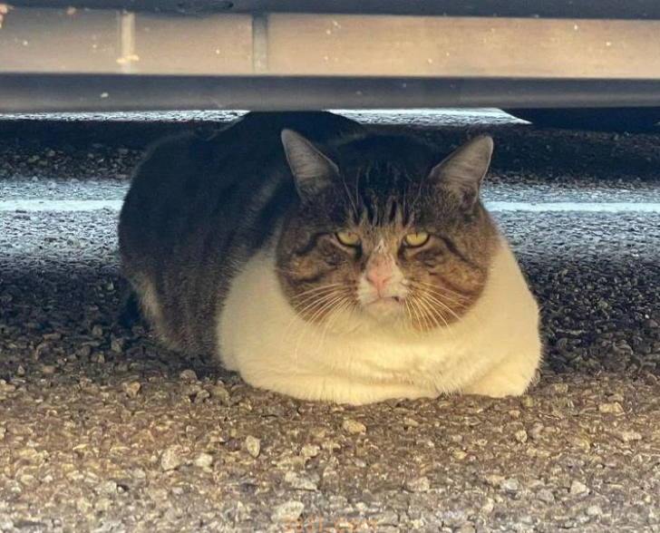 流浪猫吃完饭后踏出神秘小步伐,网笑:这是在彰显优越感?(图2)