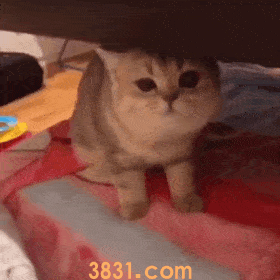 猫咪绝育的价格究竟差在哪?(图9)