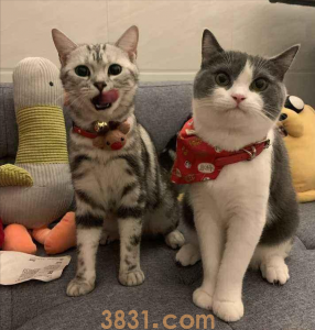 为什么“美短”的销量比“英短”好?(图1)