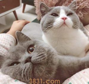 为什么“美短”的销量比“英短”好?(图4)