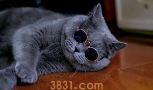 为什么“美短”的销量比“英短”好?(图7)