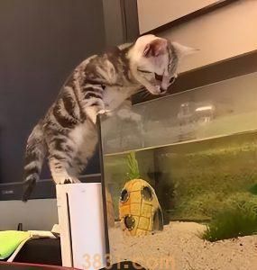 为什么“美短”的销量比“英短”好?(图10)