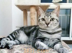 为什么“美短”的销量比“英短”好?(图12)