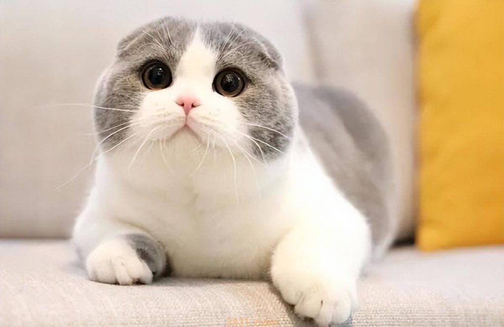 养猫,不建议养折耳猫,不建议的原因是什么?(图3)