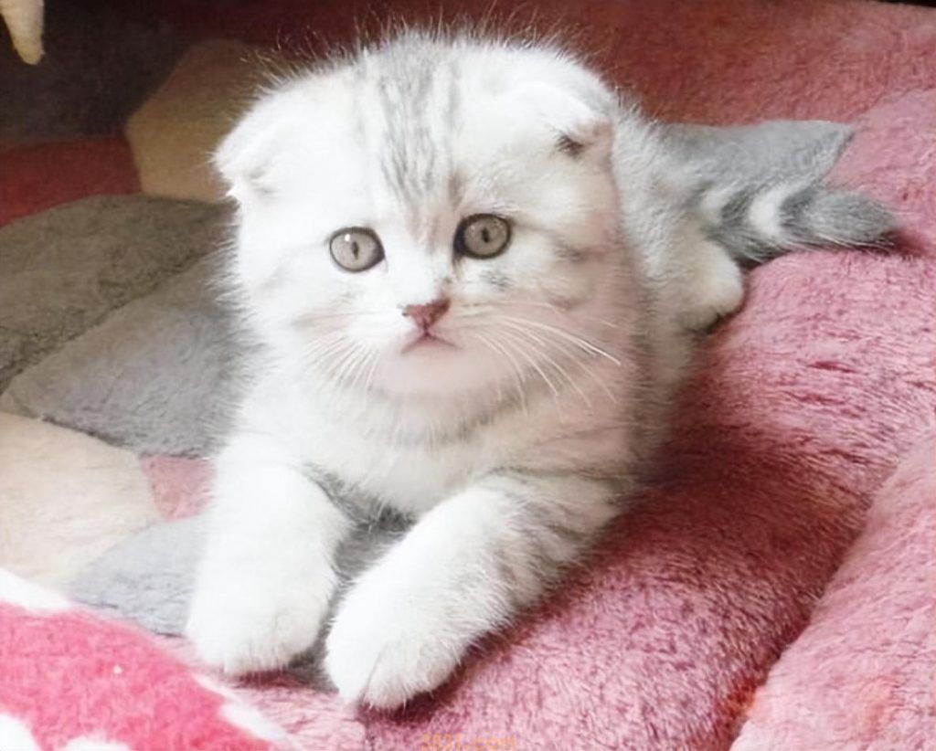 养猫,不建议养折耳猫,不建议的原因是什么?(图5)