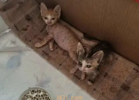 35岁义工青年与他救助流浪猫的1900天(图1)