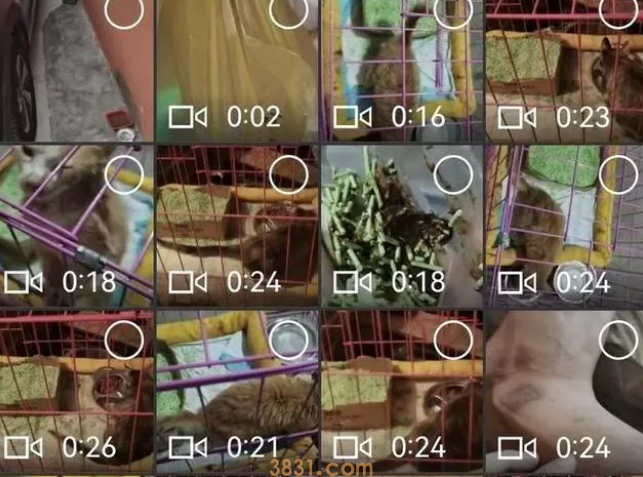 35岁义工青年与他救助流浪猫的1900天(图3)