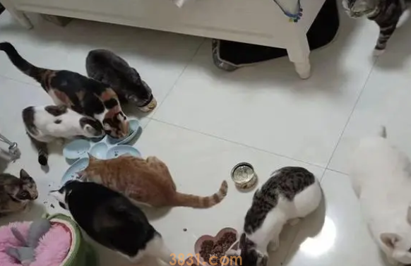 35岁义工青年与他救助流浪猫的1900天(图4)