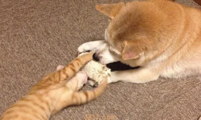 遛狗回来受橘猫热情迎接,但它爱的是柴犬(图1)