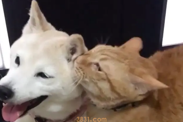 遛狗回来受橘猫热情迎接,但它爱的是柴犬(图2)