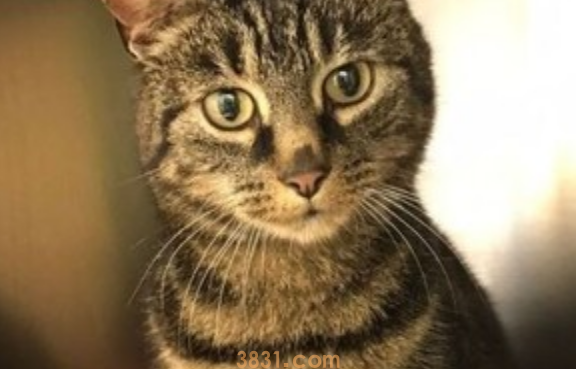 众里寻猫千百度,蓦然回首,猫却在自家附近(图1)