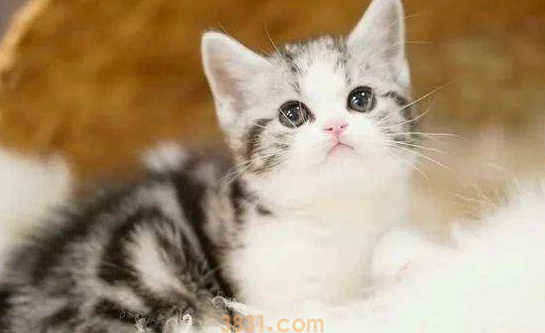 众里寻猫千百度,蓦然回首,猫却在自家附近(图2)