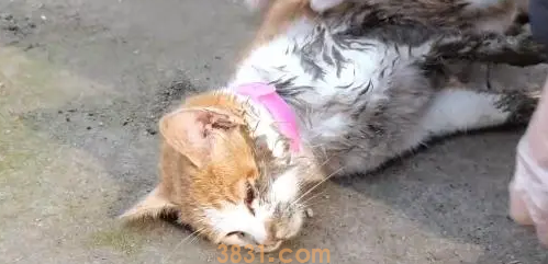 不停抽搐的小橘猫,虽然等到帮助,可最后还是没能把它留住(图1)