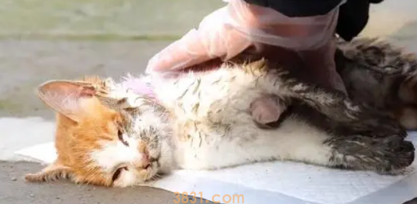 不停抽搐的小橘猫,虽然等到帮助,可最后还是没能把它留住(图2)