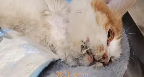 不停抽搐的小橘猫,虽然等到帮助,可最后还是没能把它留住(图7)