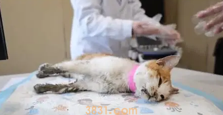 不停抽搐的小橘猫,虽然等到帮助,可最后还是没能把它留住(图4)