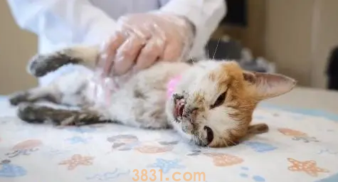 不停抽搐的小橘猫,虽然等到帮助,可最后还是没能把它留住(图5)