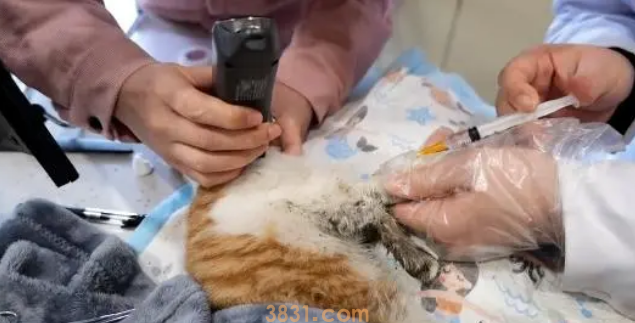 不停抽搐的小橘猫,虽然等到帮助,可最后还是没能把它留住(图6)