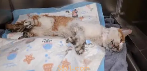 不停抽搐的小橘猫,虽然等到帮助,可最后还是没能把它留住(图8)