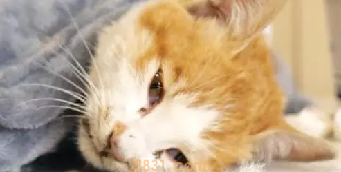 不停抽搐的小橘猫,虽然等到帮助,可最后还是没能把它留住(图9)