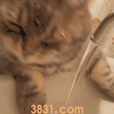 猫咪每天该喝多少水?喝水多少由主食决定(图2)