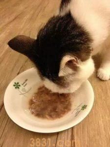 猫咪每天该喝多少水?喝水多少由主食决定(图6)