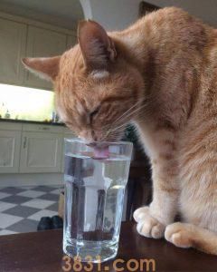 猫咪每天该喝多少水?喝水多少由主食决定(图10)