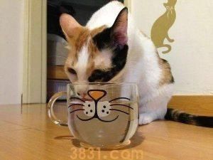 猫咪每天该喝多少水?喝水多少由主食决定(图16)