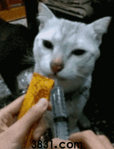 猫咪每天该喝多少水?喝水多少由主食决定(图21)